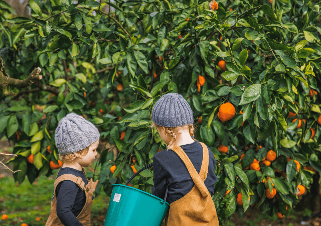 orange picking